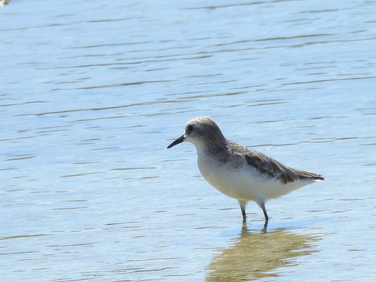 Correlimos de Temminck - ML646823056