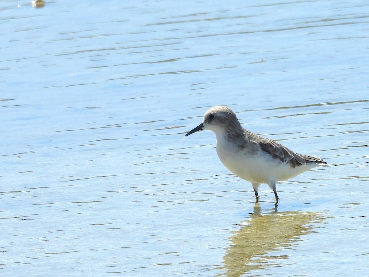 Correlimos de Temminck - ML646823057