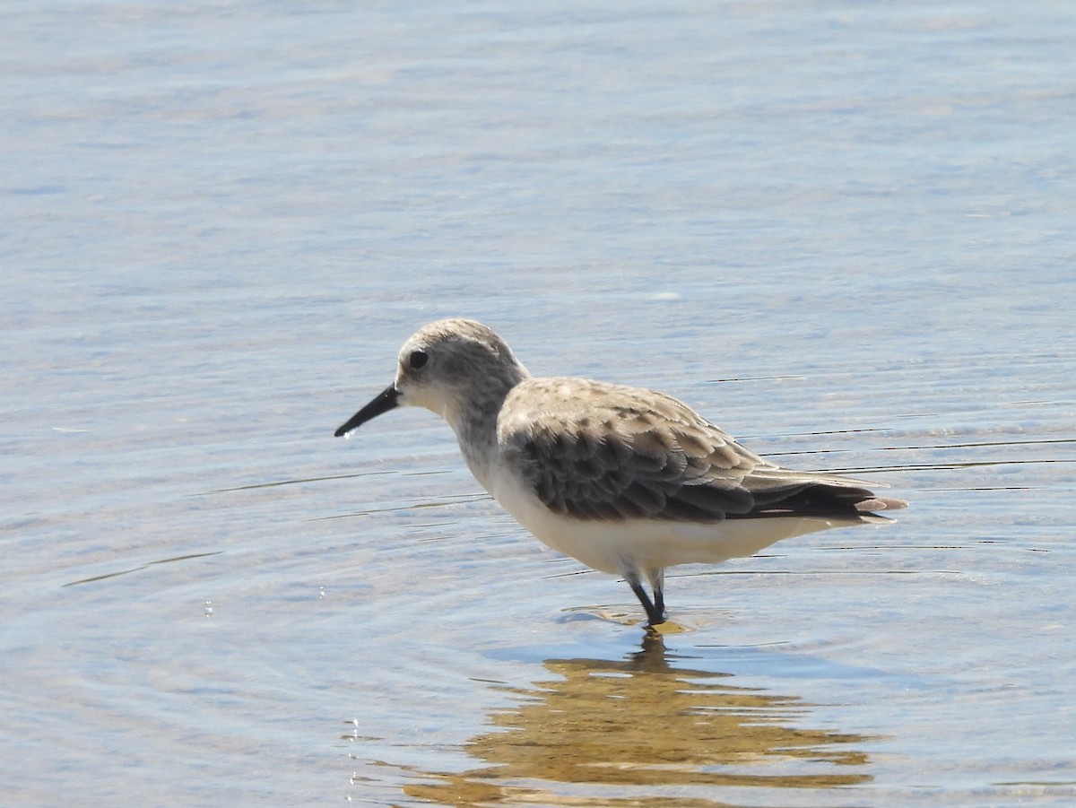 Correlimos de Temminck - ML646823059