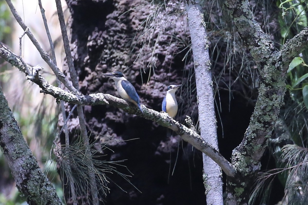 Альціон священний - ML646823072