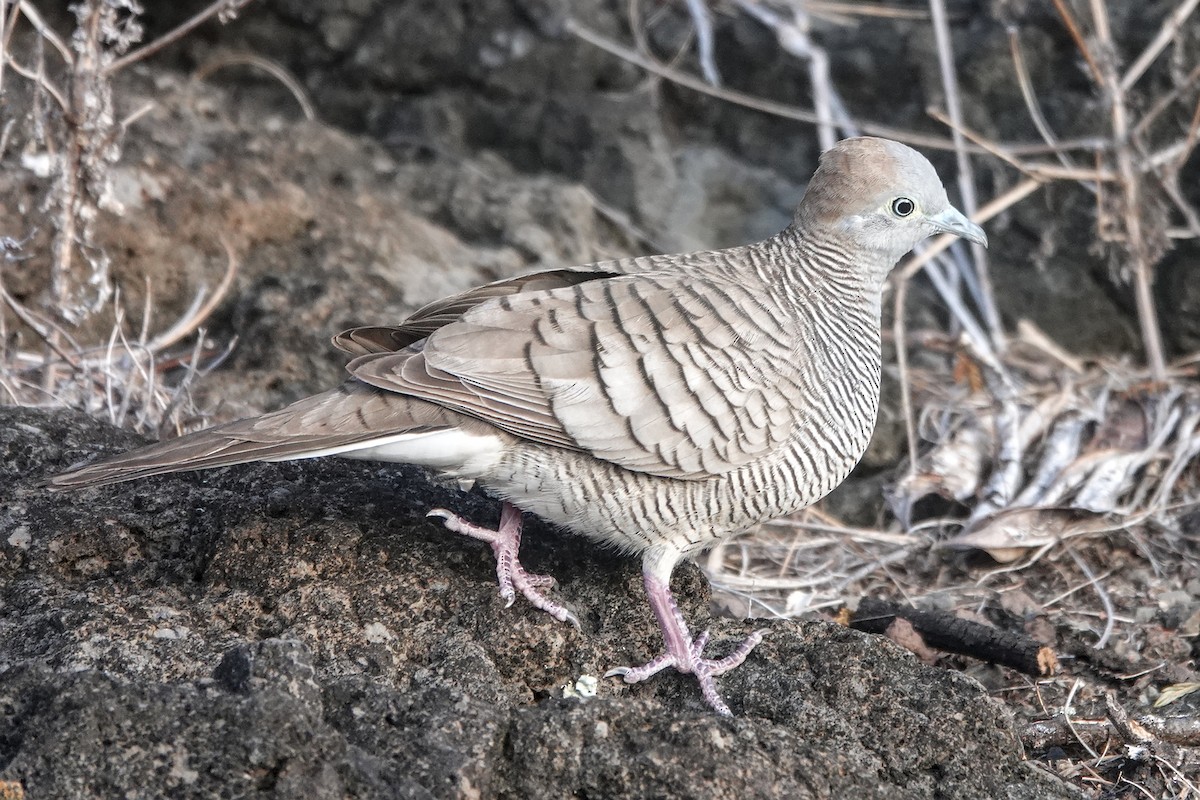 Zebra Dove - ML646823073