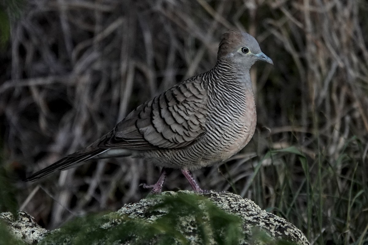 Zebra Dove - ML646823074