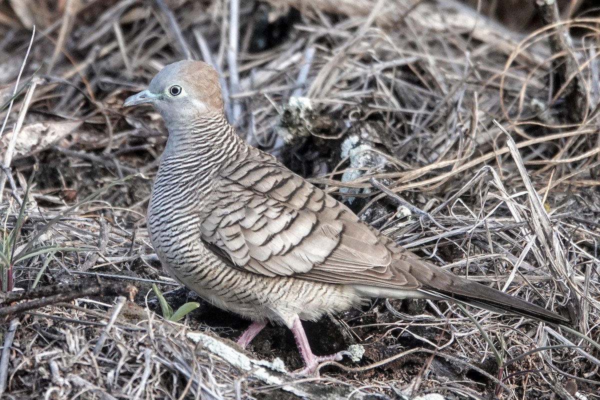 Zebra Dove - ML646823075