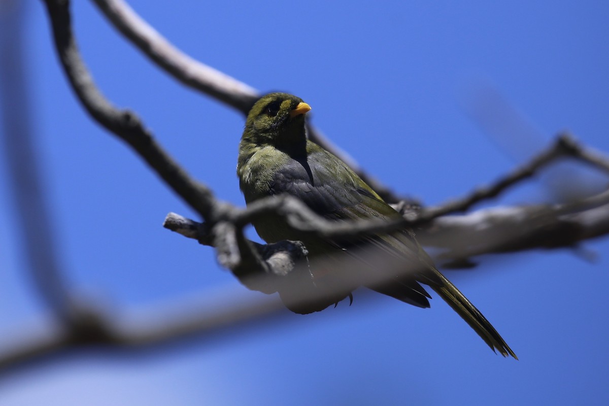 Манорина зелена - ML646823081