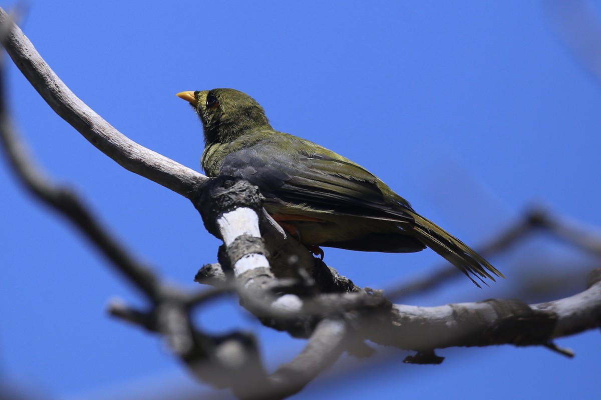 Манорина зелена - ML646823082