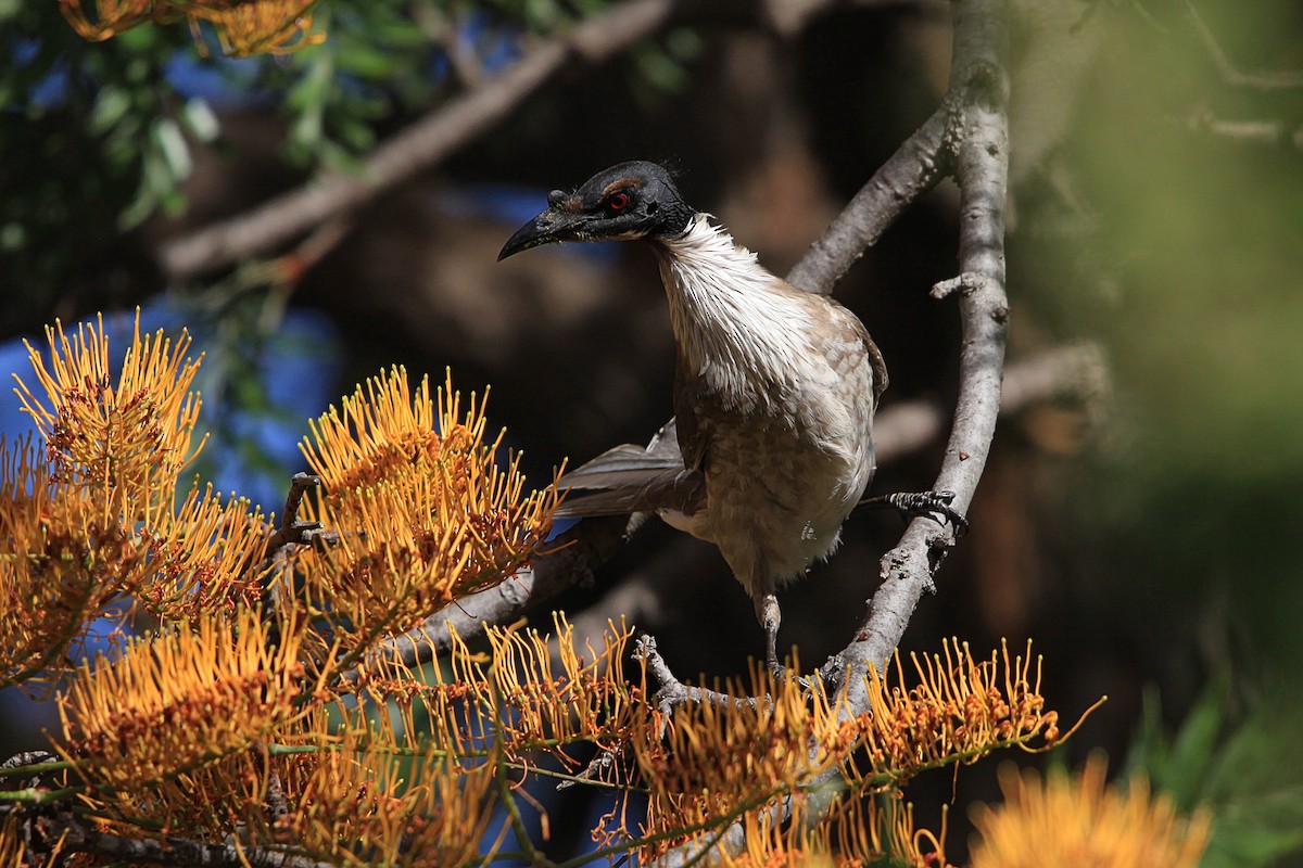 Noisy Friarbird - ML646823083