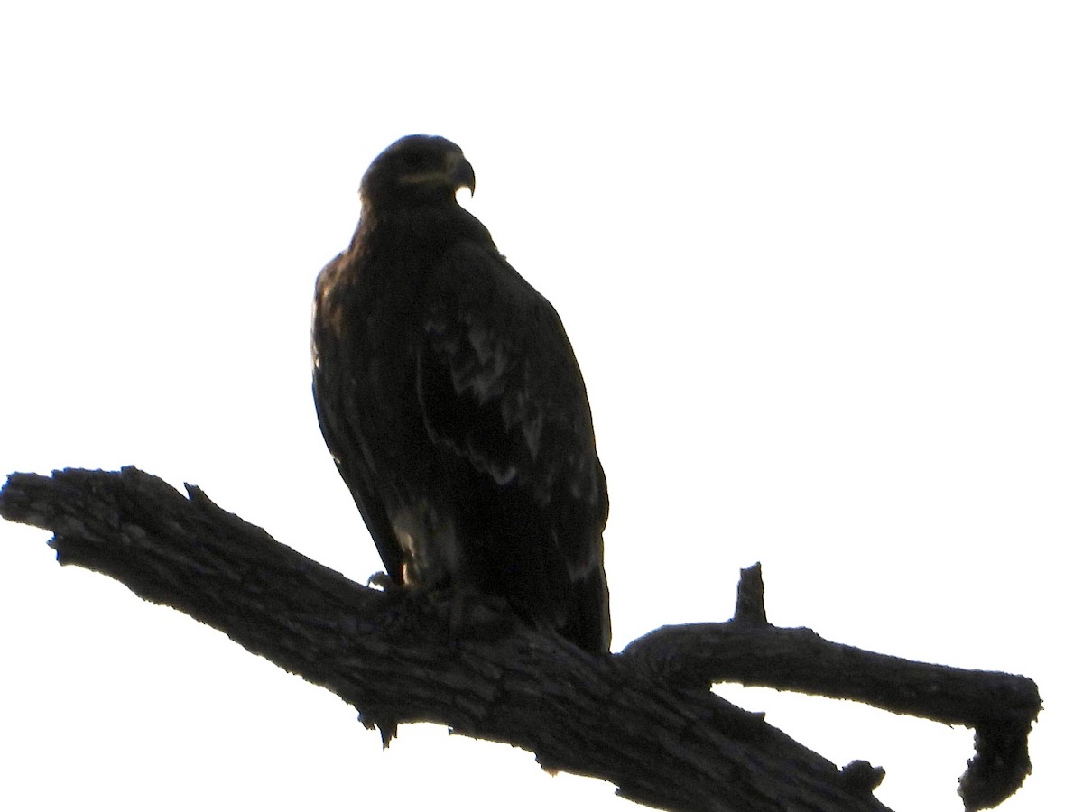 Steppenadler - ML646823087