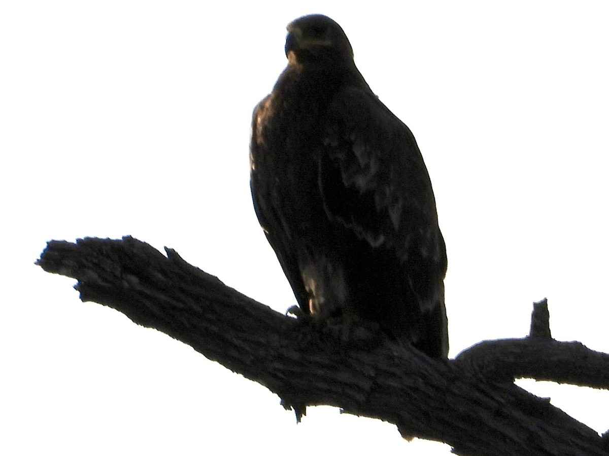 Steppenadler - ML646823088