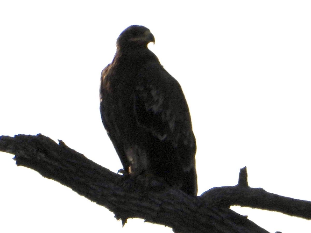 Steppenadler - ML646823089