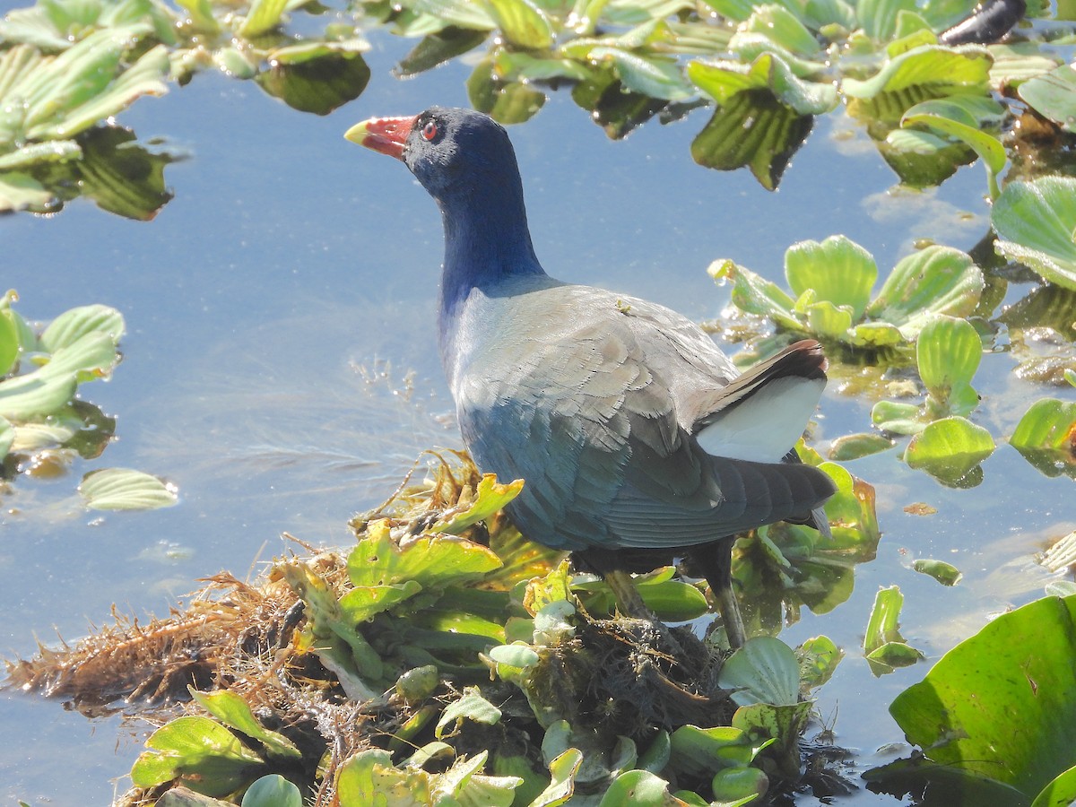 Sarı Bacaklı Sazhorozu - ML646823096