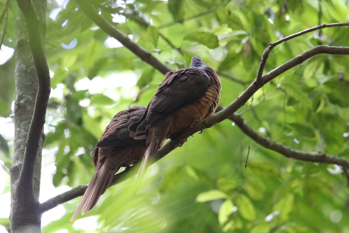 Brown Cuckoo-Dove - ML646823104