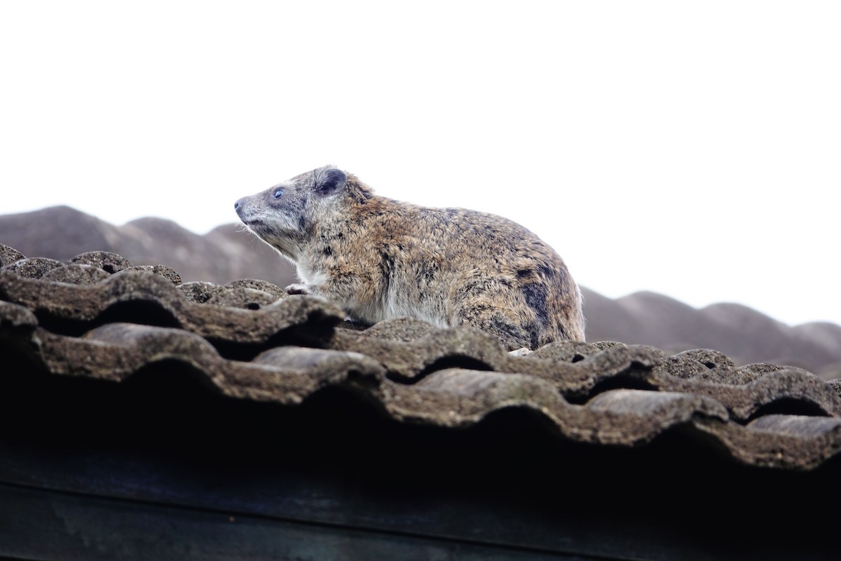 Southern Tree Hyrax - ML646823117