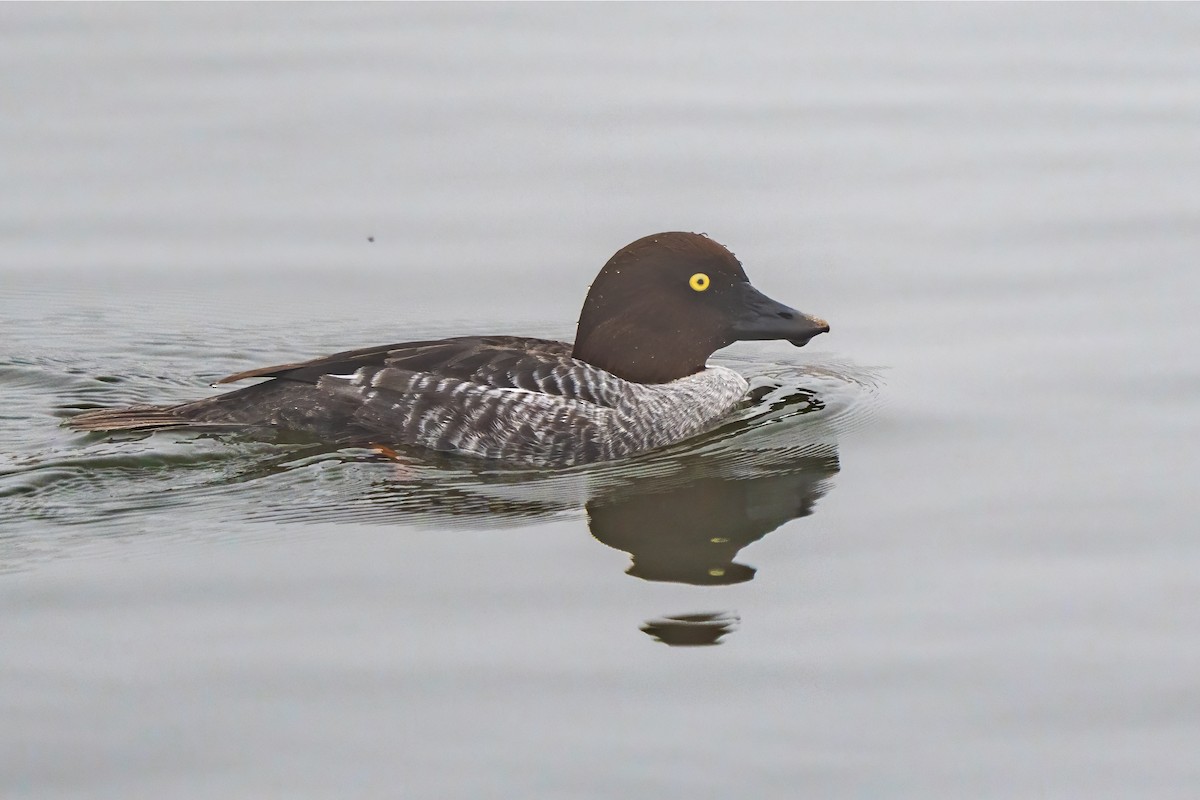 Common Goldeneye - ML646823123