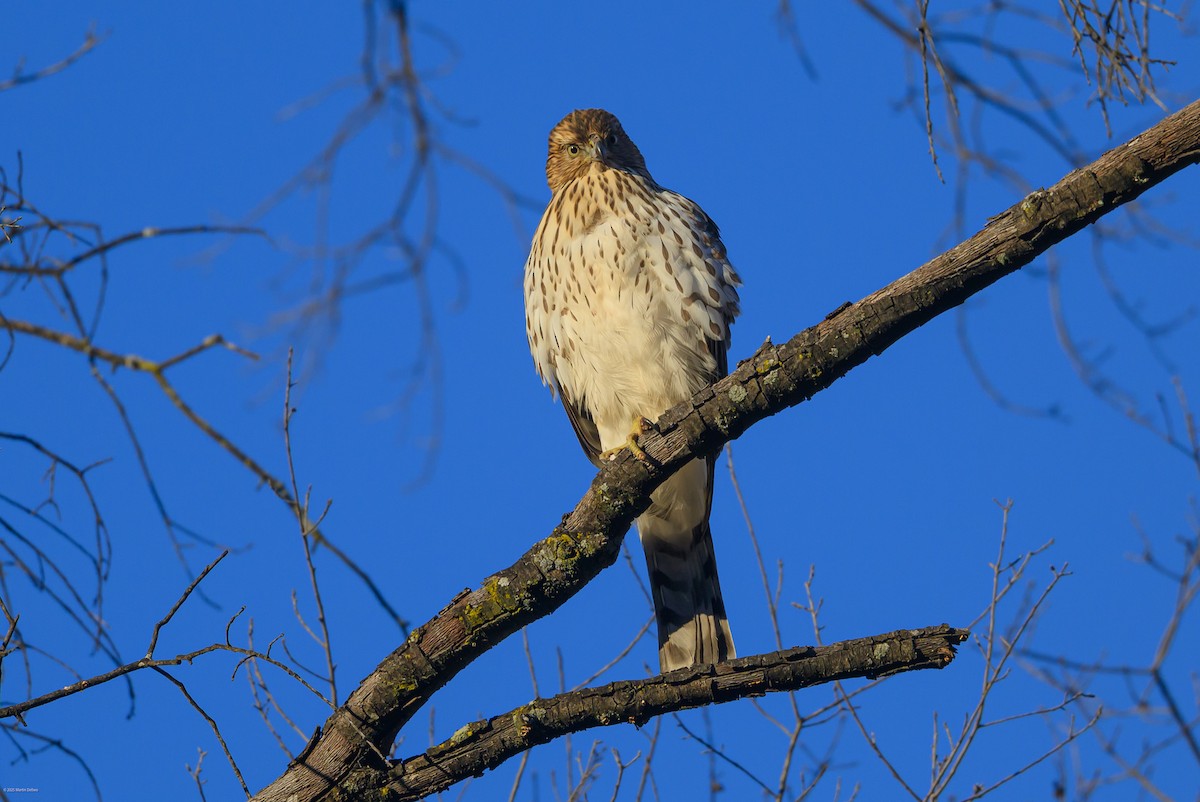 jestřáb americký - ML646823124