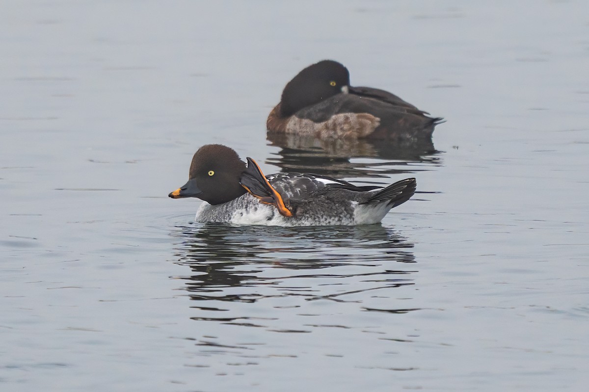 Common Goldeneye - ML646823125