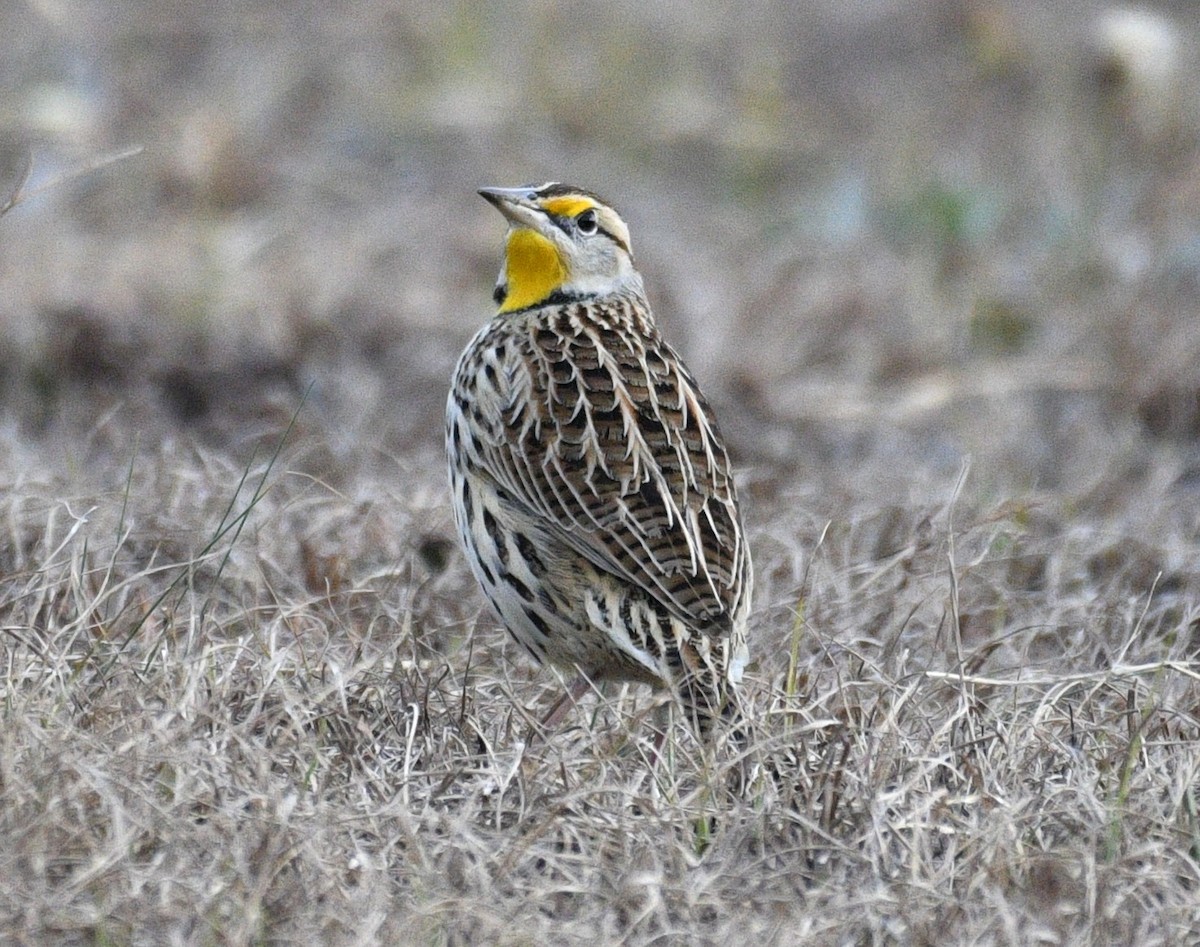 Eastern Meadowlark - ML646823134