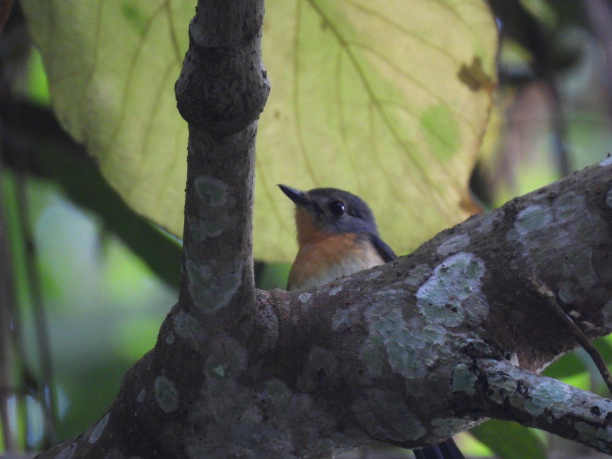 Indochina-Blauschnäpper - ML646823140