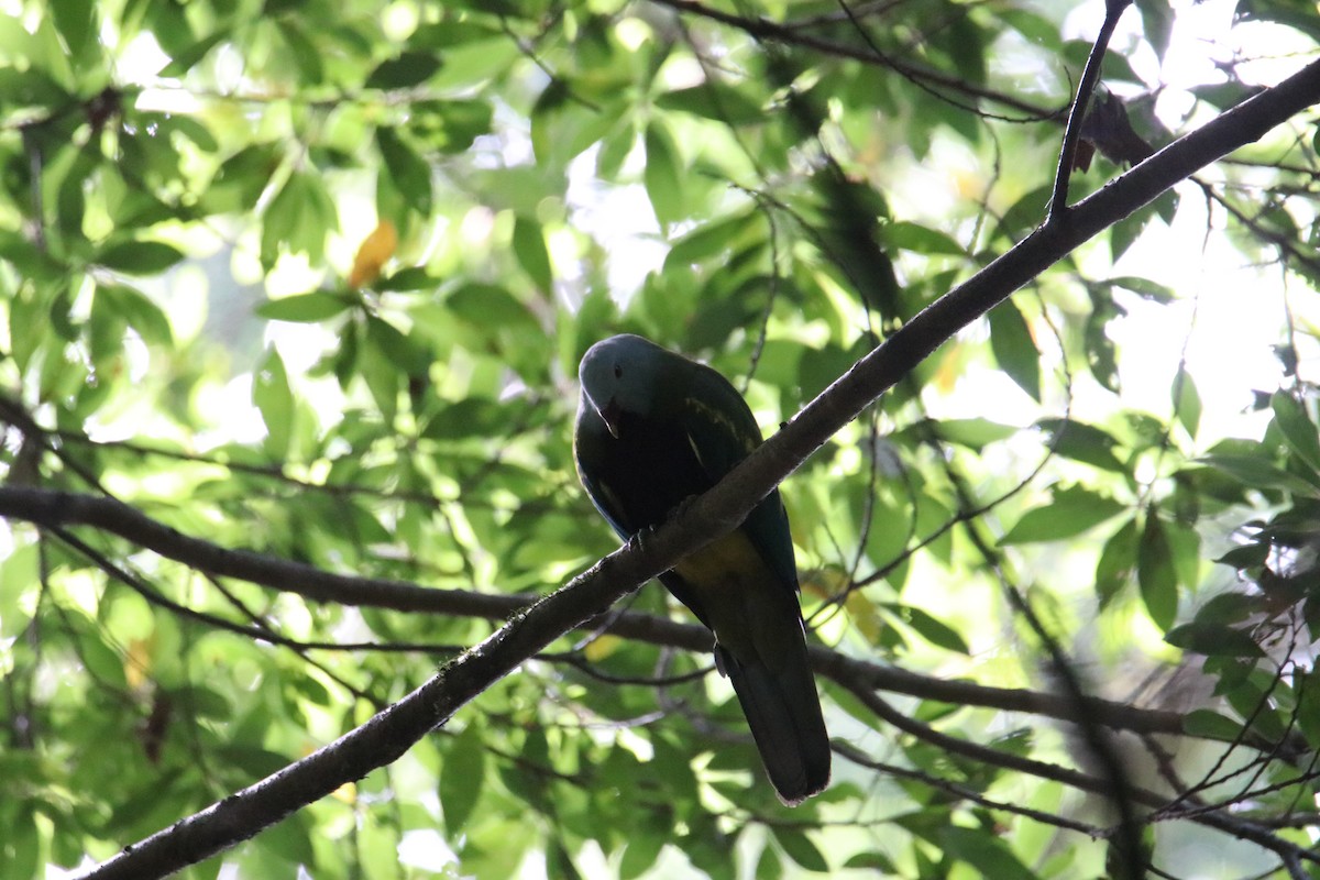 Tilopo Magnífico - ML646823141