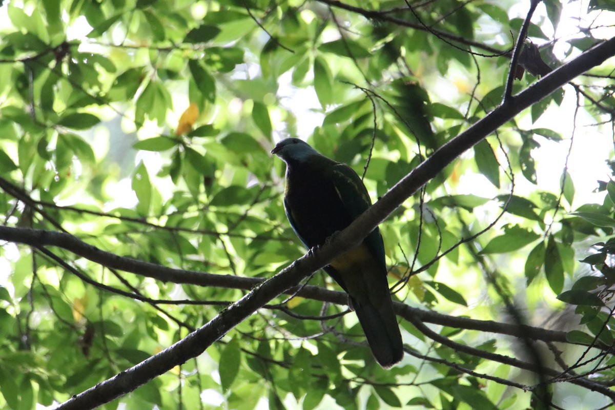 Tilopo Magnífico - ML646823142