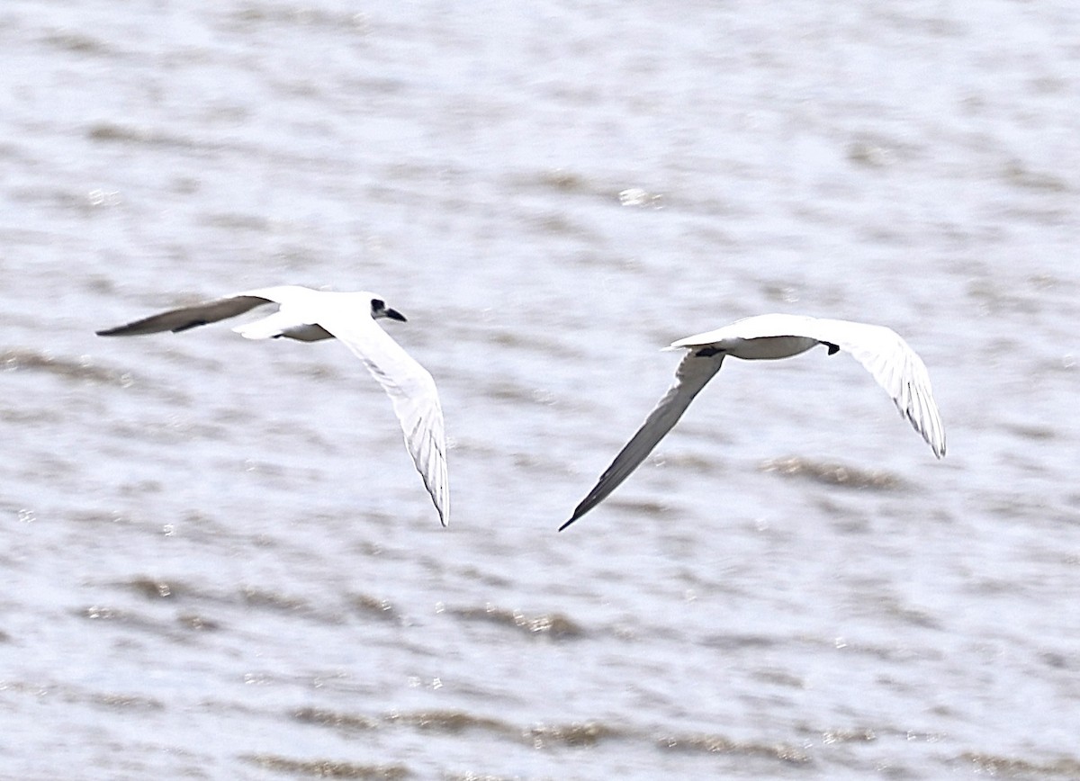 Australian Tern - ML646823146