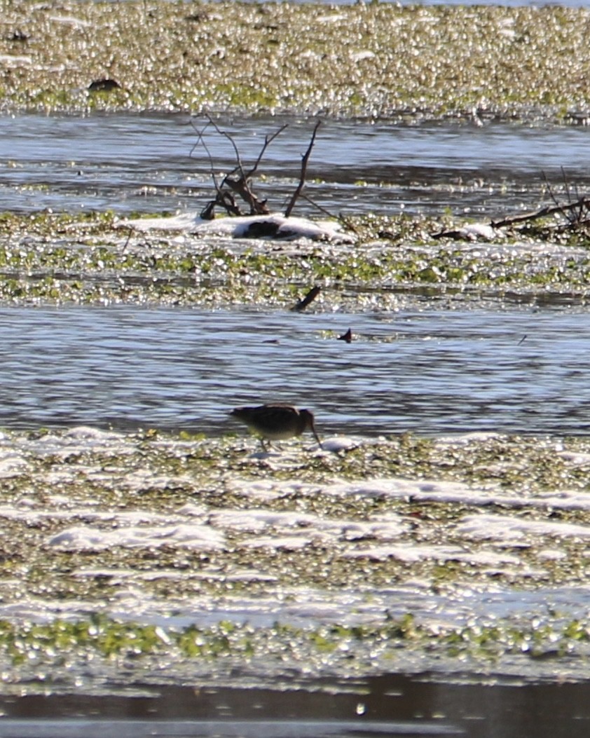 Wilson's Snipe - ML646823148