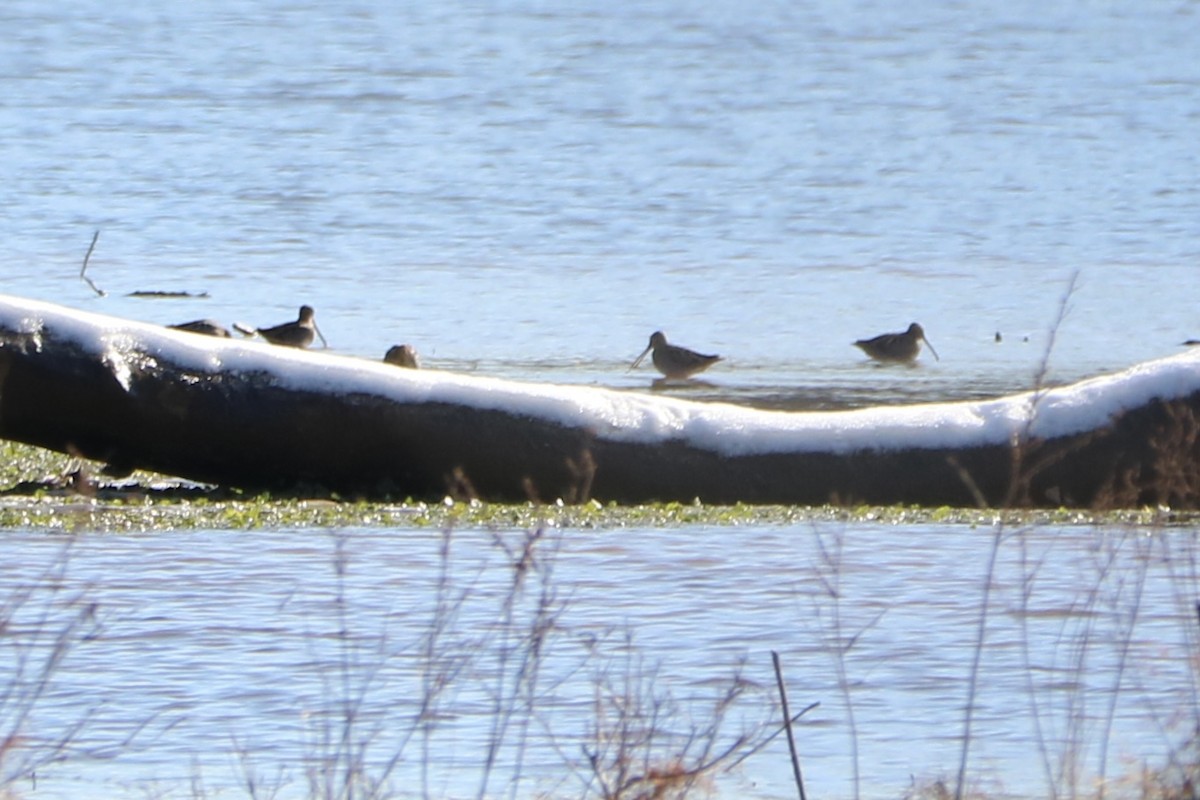 Wilson's Snipe - ML646823149