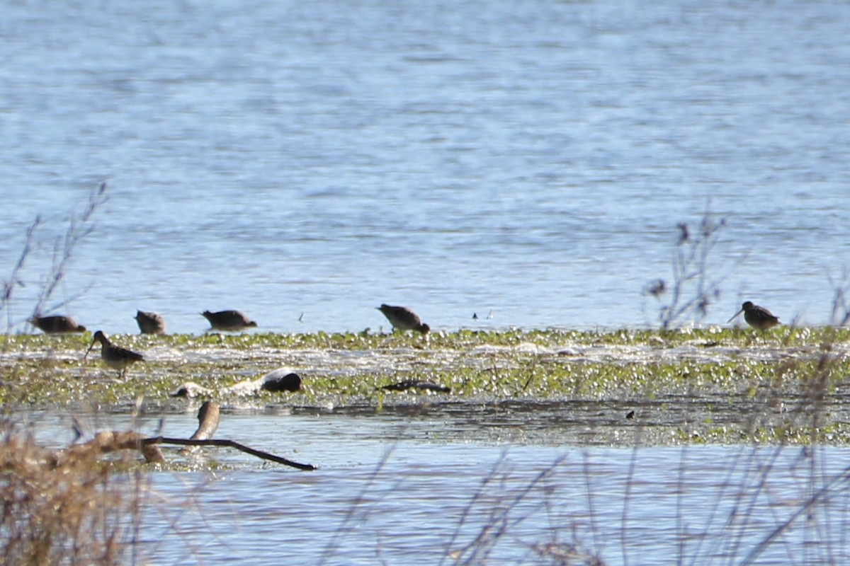 Wilson's Snipe - ML646823150