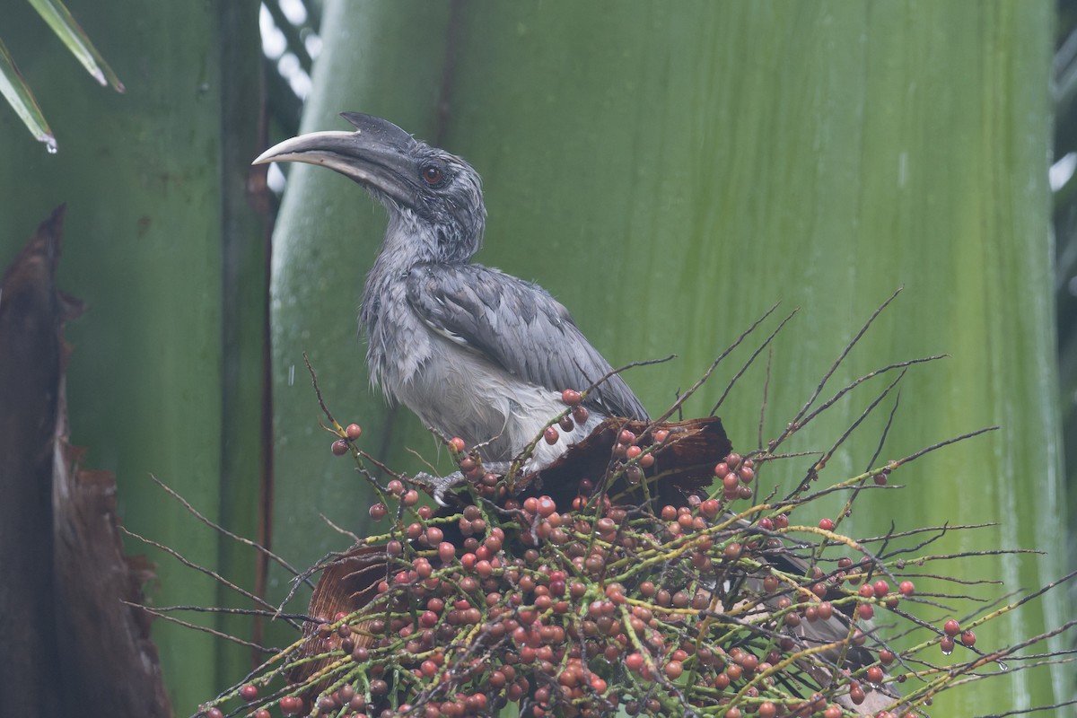 indiahornfugl - ML646823155