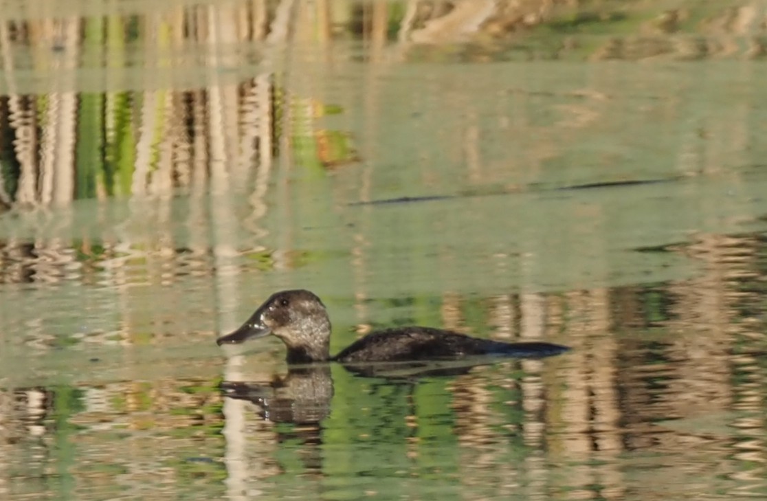 Blue-billed Duck - ML646823157
