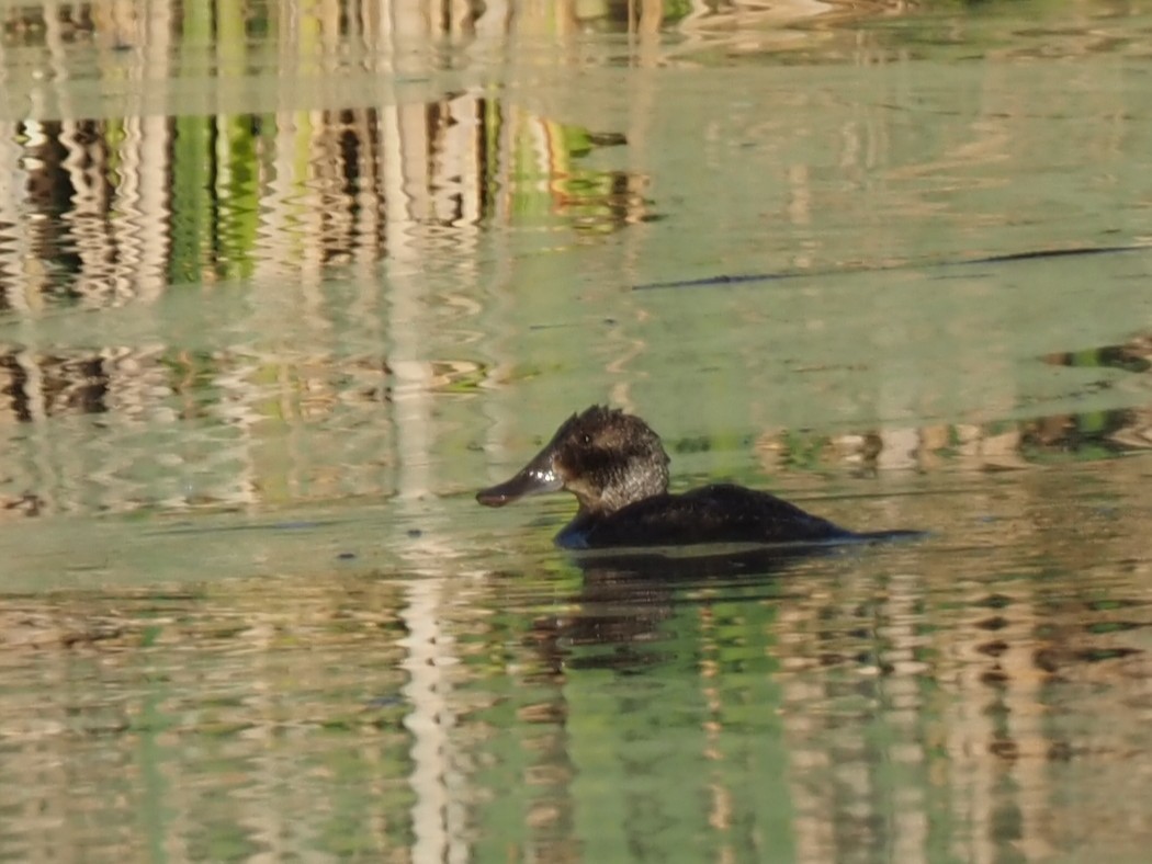 Blue-billed Duck - ML646823158