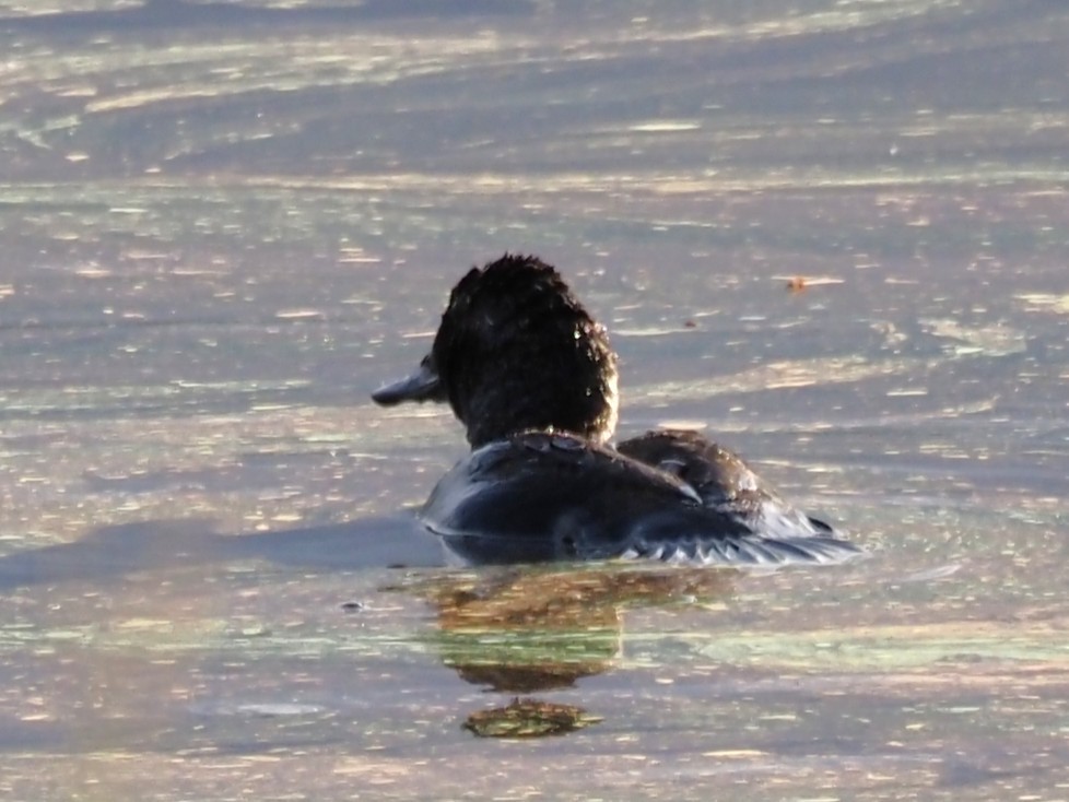 Blue-billed Duck - ML646823159