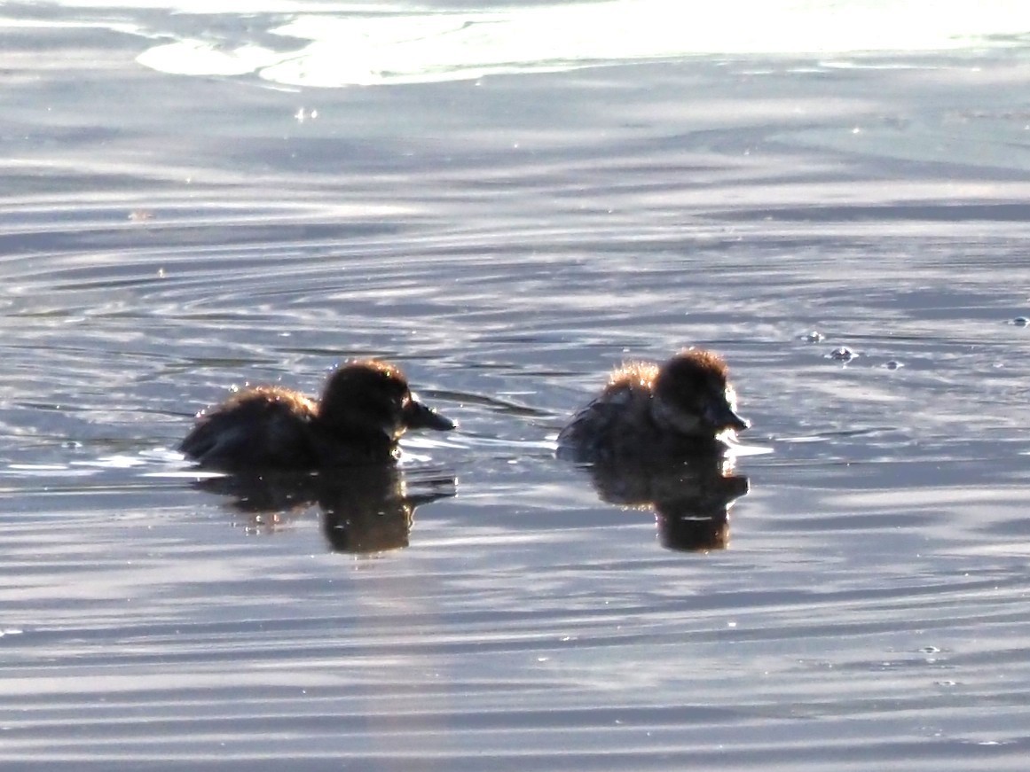 Blue-billed Duck - ML646823160