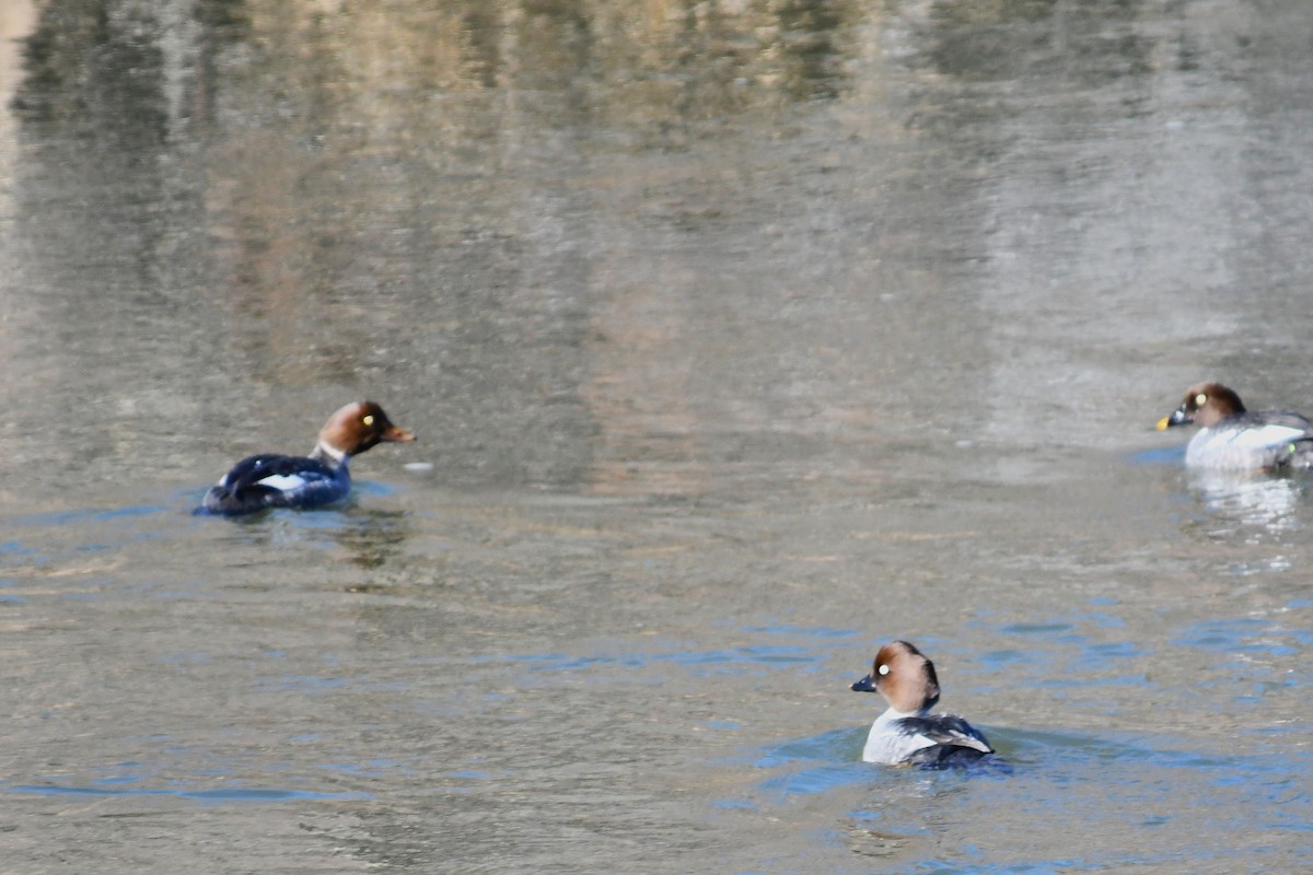 Barrow's Goldeneye - ML646823161