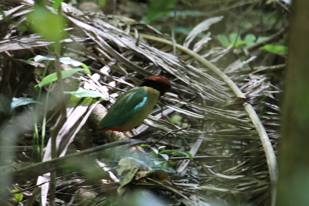 Noisy Pitta - ML646823165