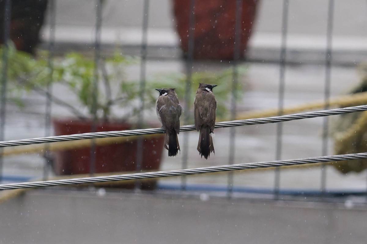 himalayabylbyl - ML646823166