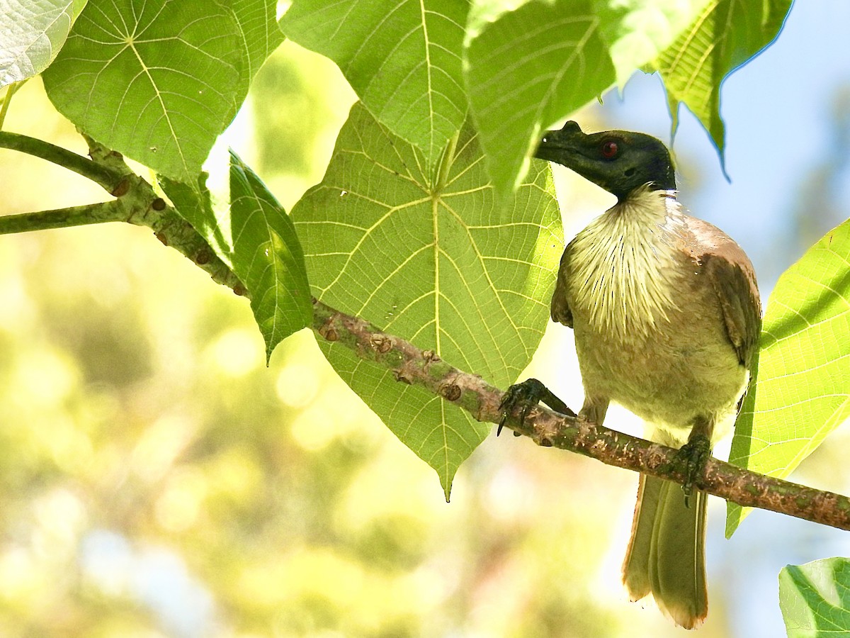 zoborožík křiklavý - ML646823167