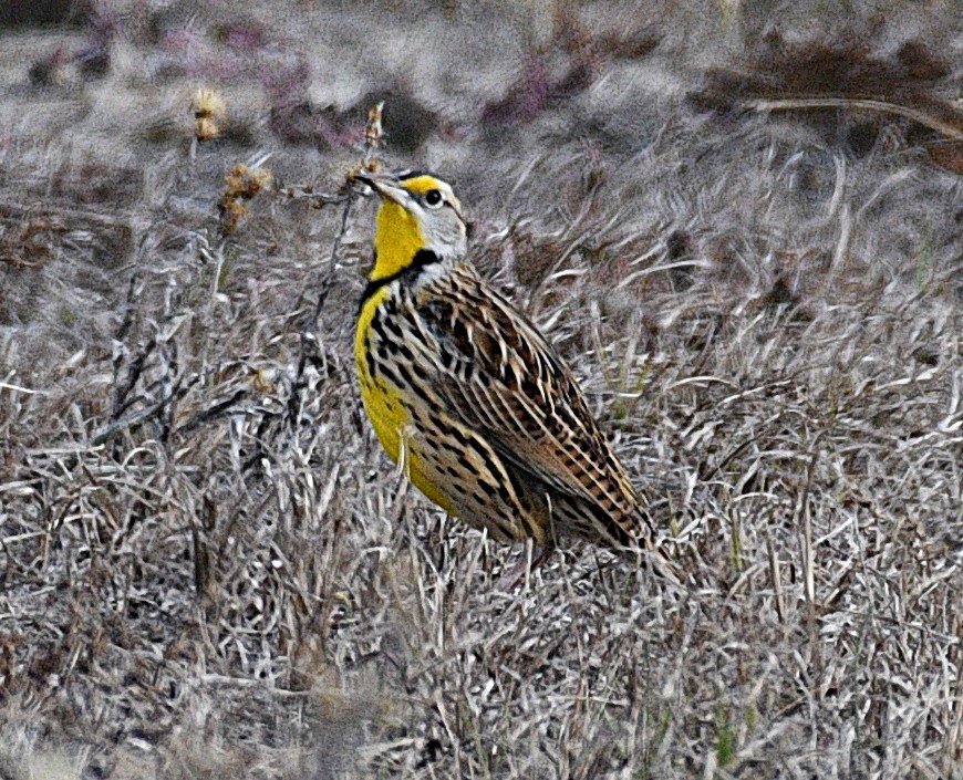 Eastern Meadowlark - ML646823170