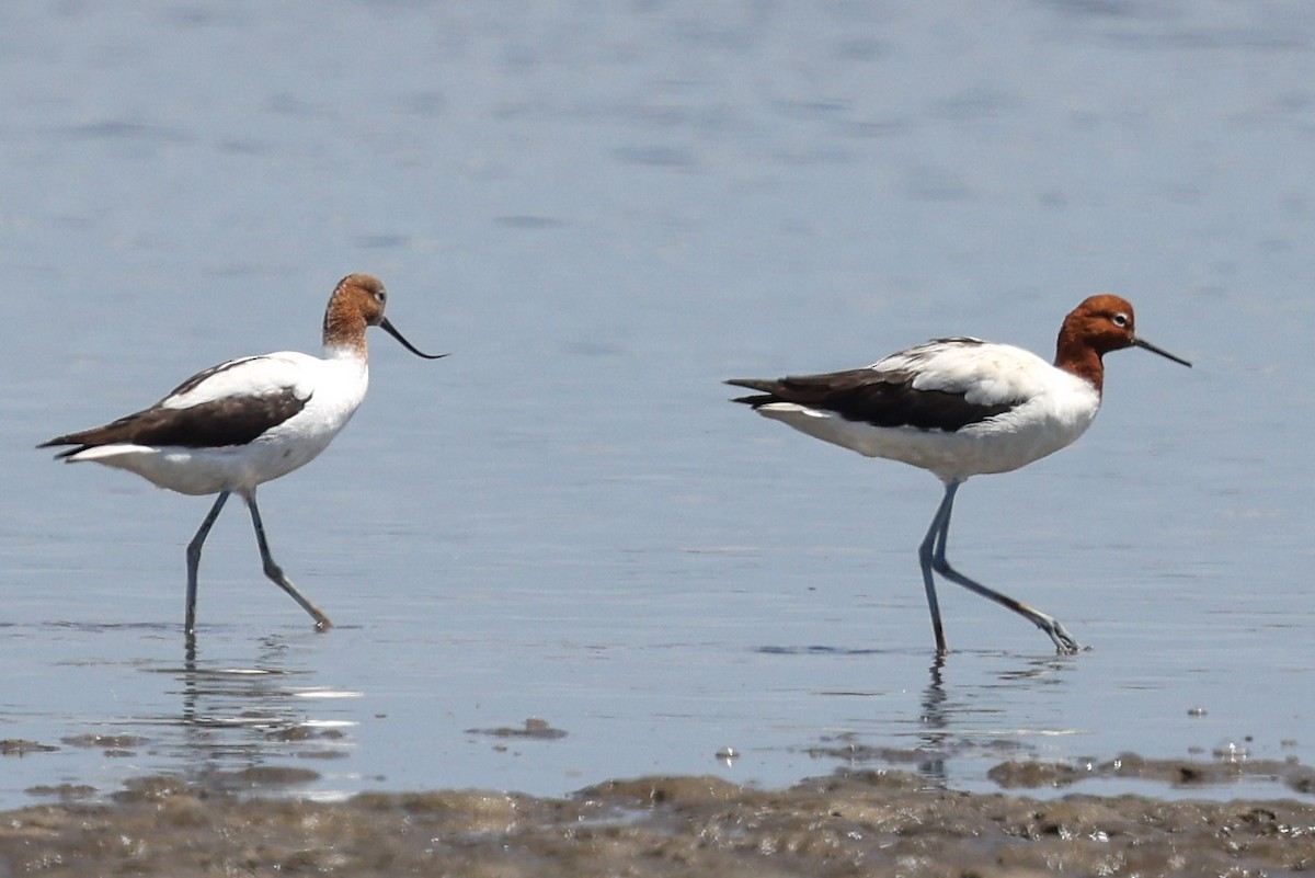 Abozeta burugorria - ML646823171