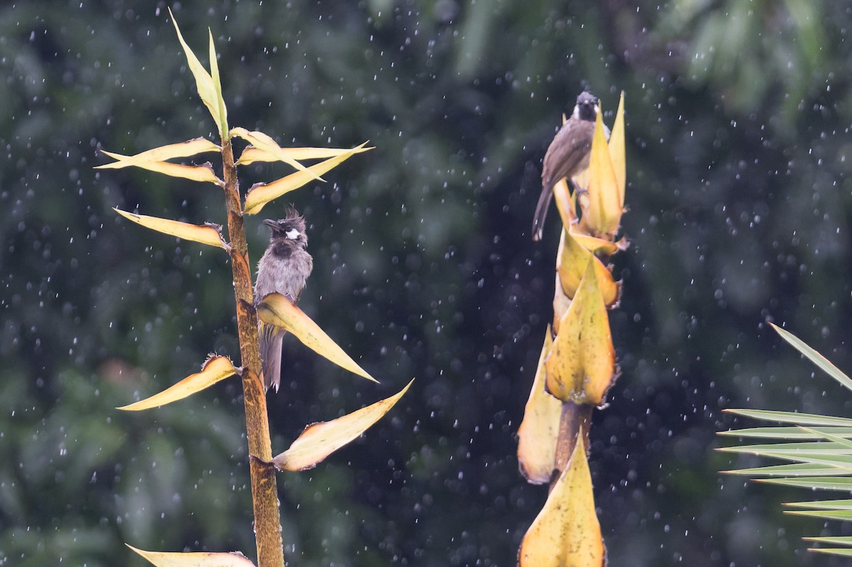 himalayabylbyl - ML646823172