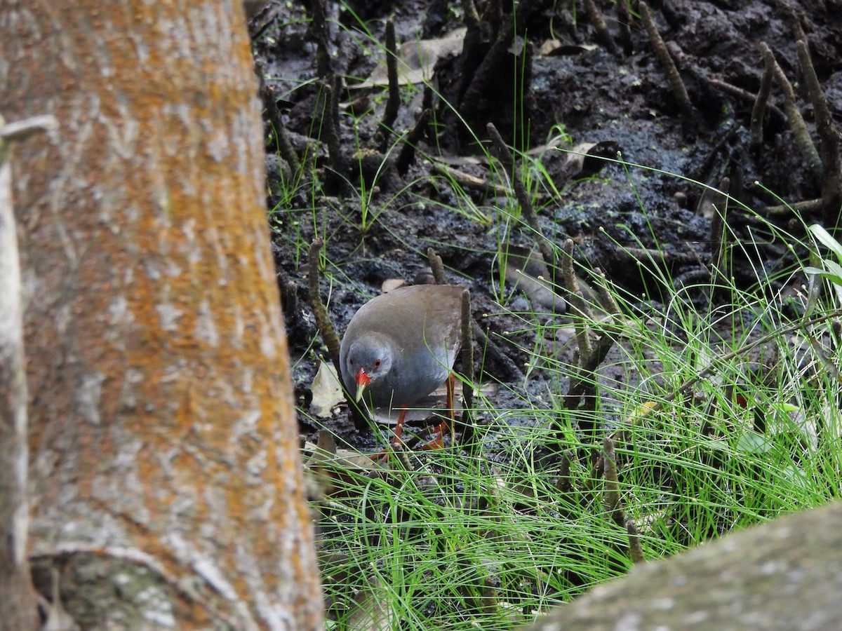 Желтоклювый туру - ML646823174