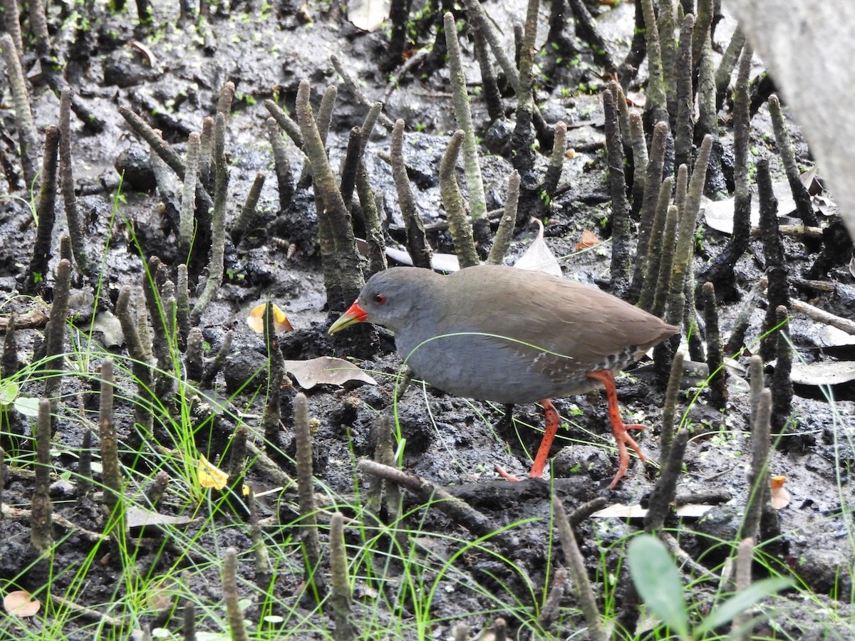 Желтоклювый туру - ML646823175