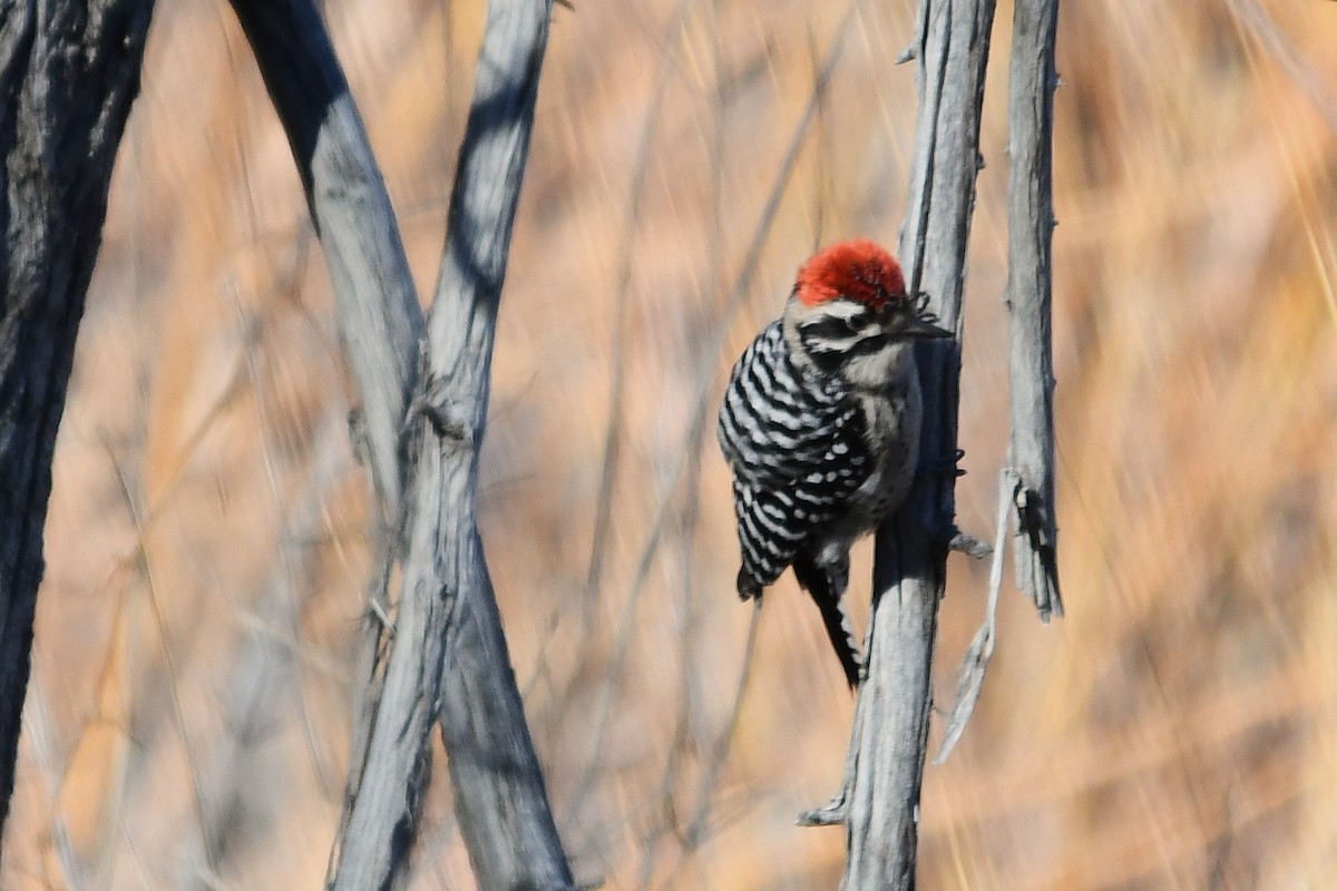 Ladder-backed Woodpecker - ML646823176