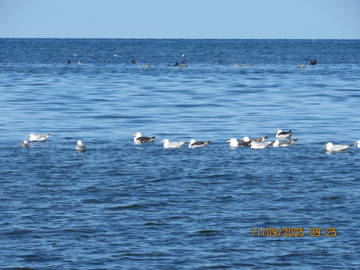 Great Black-backed Gull - ML646823178