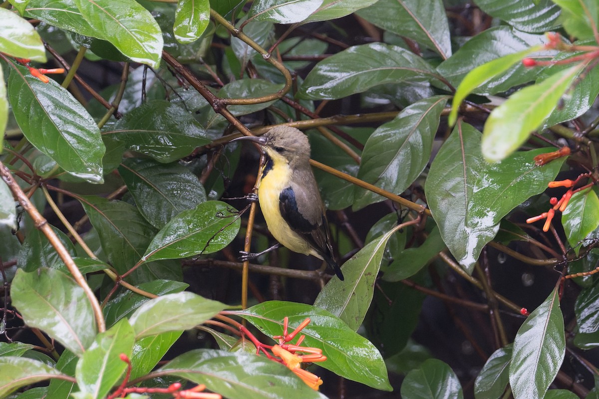 purpursolfugl - ML646823179