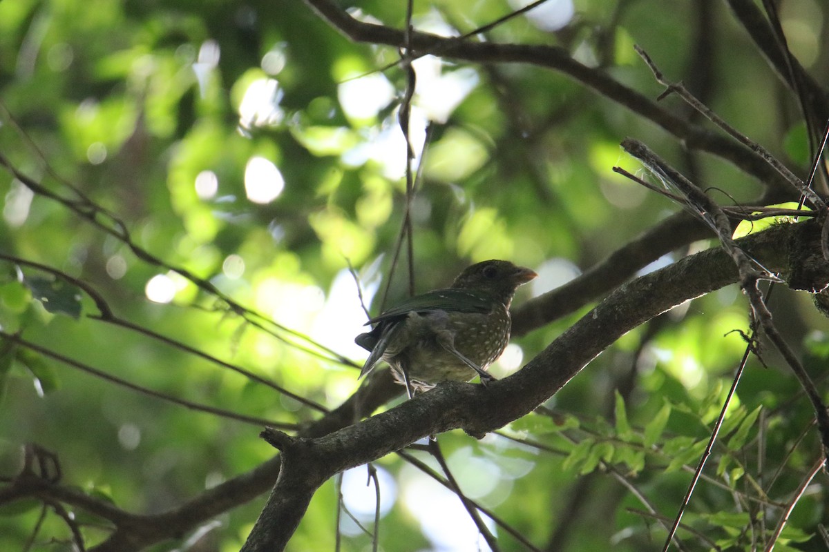 Green Catbird - ML646823182