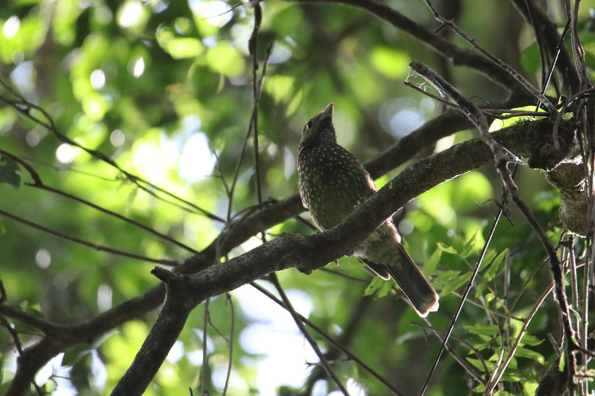 Green Catbird - ML646823183