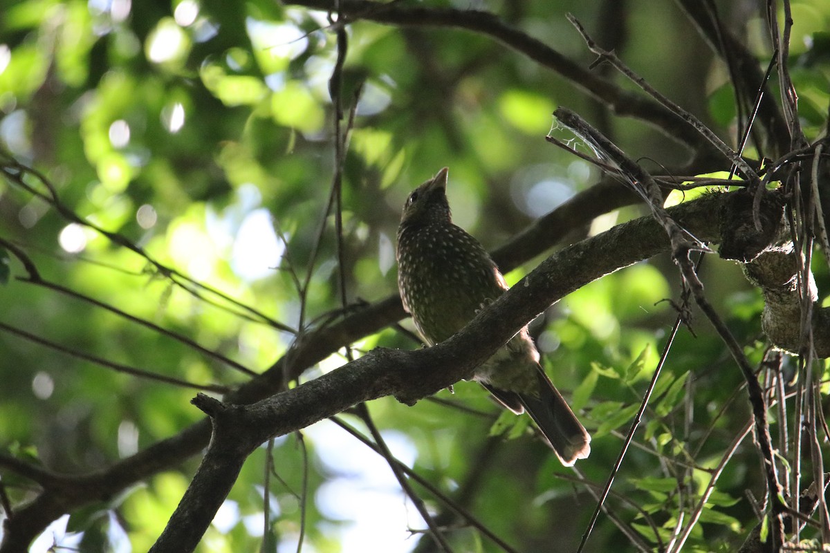 Green Catbird - ML646823184