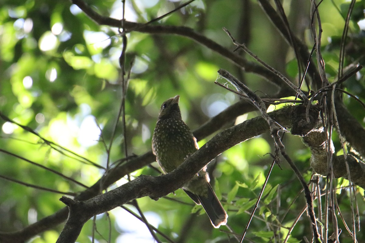 Green Catbird - ML646823185