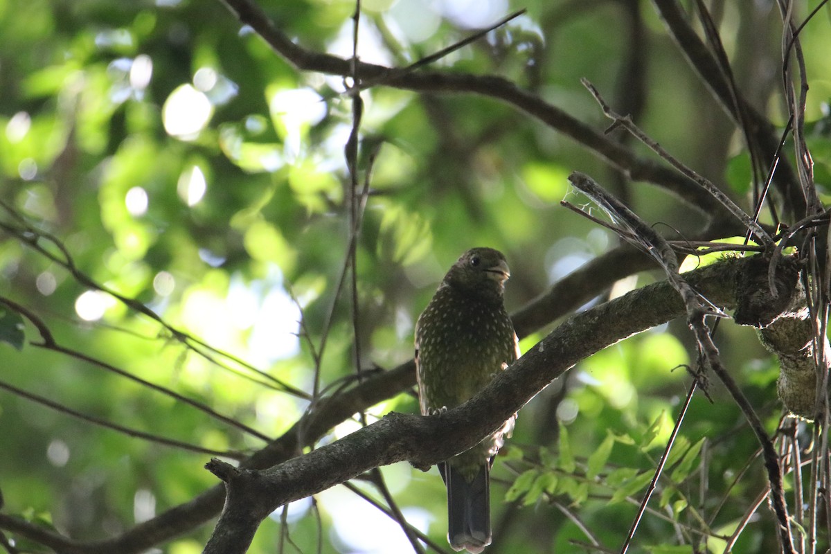 Green Catbird - ML646823186