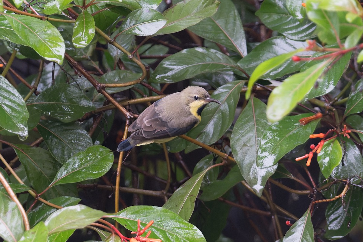 purpursolfugl - ML646823187